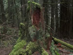Mossy Tree